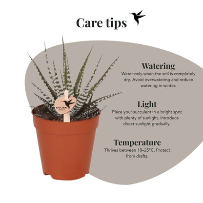 Kolibri Greens | Grünpflanze - Sukkulente Haworthia Big Band - Grüne Zimmerpflanze - Frisch vom Züchter - Ø9cm