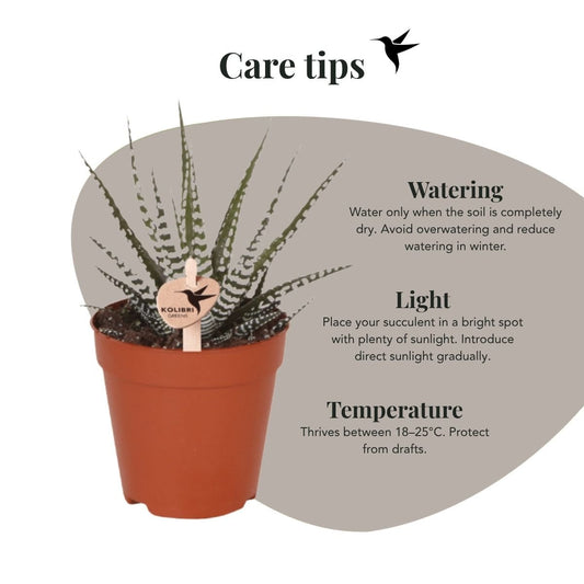 Kolibri Greens | Grünpflanze - Sukkulente Haworthia Big Band - Grüne Zimmerpflanze - Frisch vom Züchter - Ø9cm
