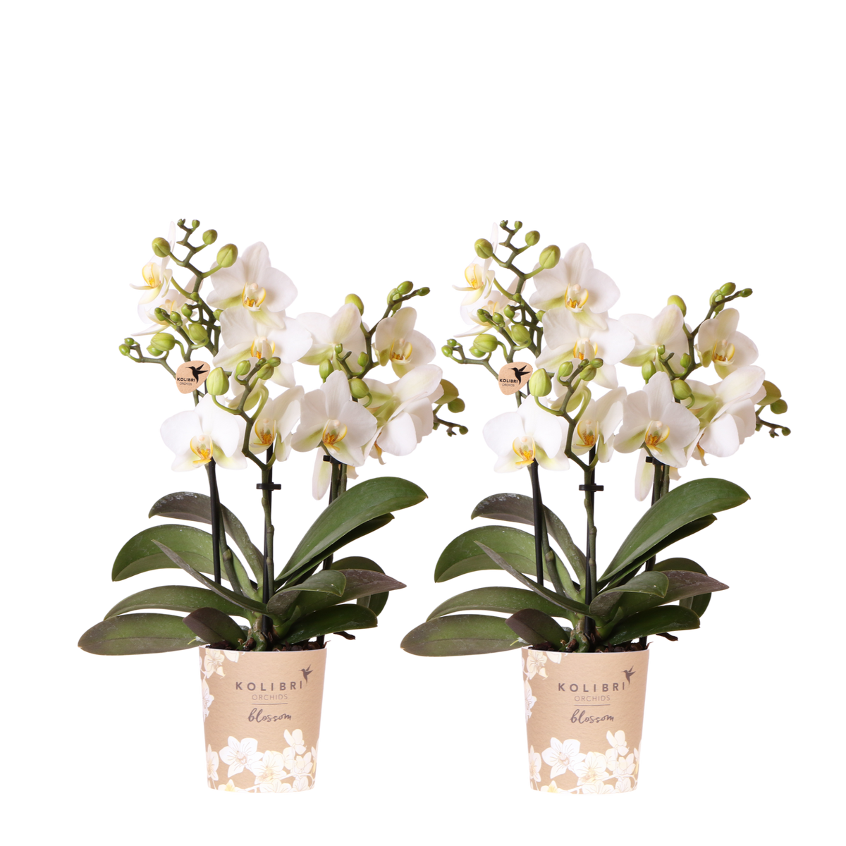 Kolibri Orchids | Kombi-Angebot - 2 Weiße Phalaenopsis Orchideen Blossom Lausanne - Ø9 cm