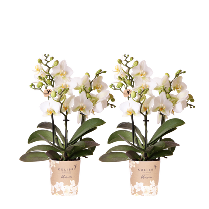 Kolibri Orchids | Kombi-Angebot - 2 Weiße Phalaenopsis Orchideen Blossom Lausanne - Ø9 cm