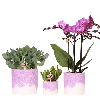 Set Bloom Purple