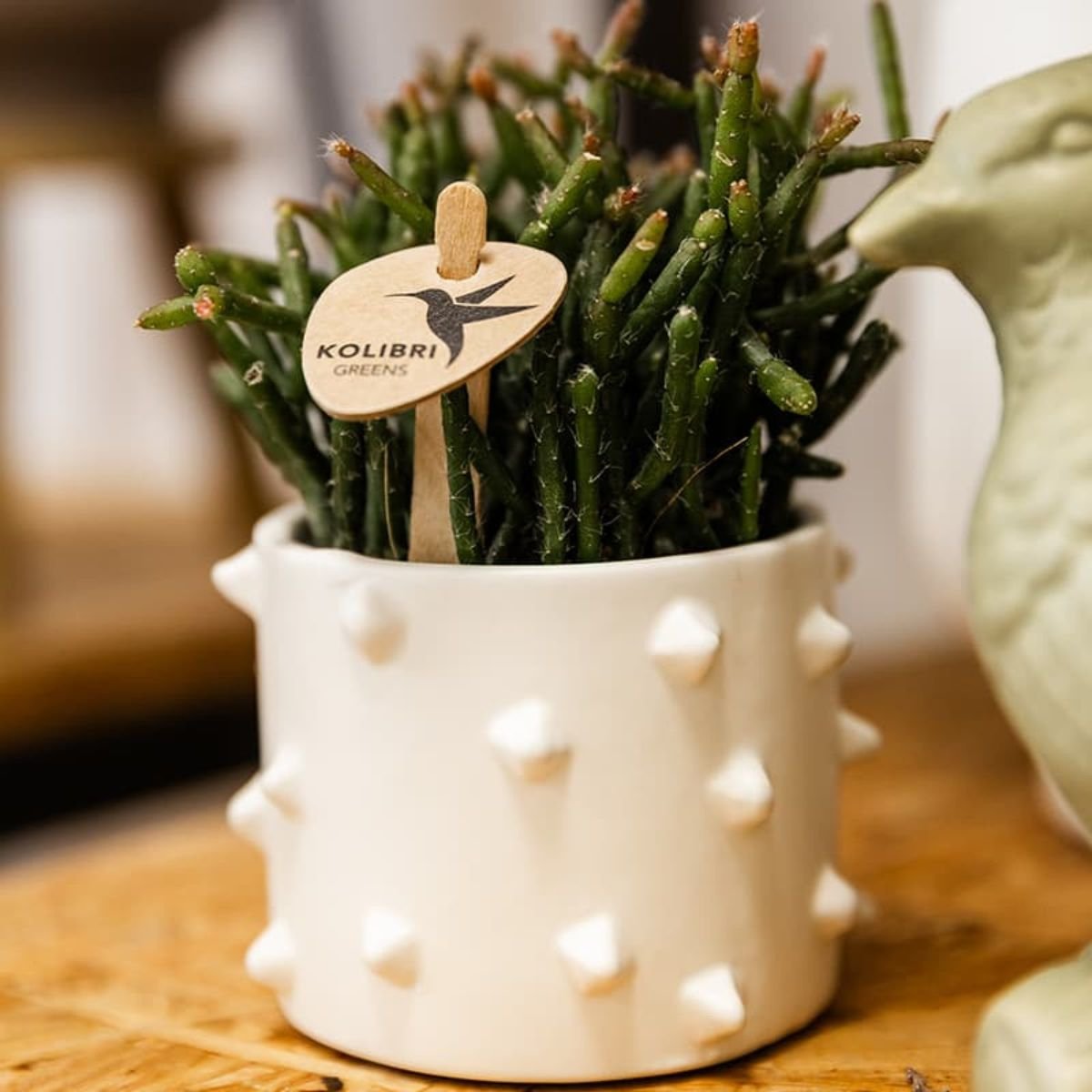 Kolibri Home | Spike Übertopf - Weiß - Ø6cm