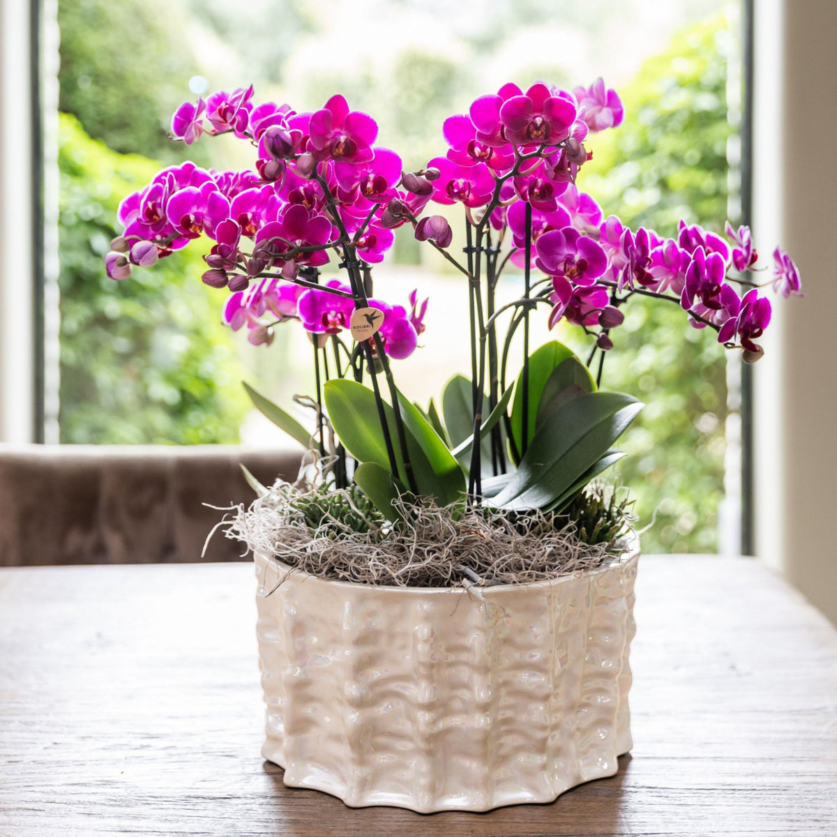 Kolibri Orchids | Violettes Jungle Bouquet Mineral Morelia in Oyster Dish