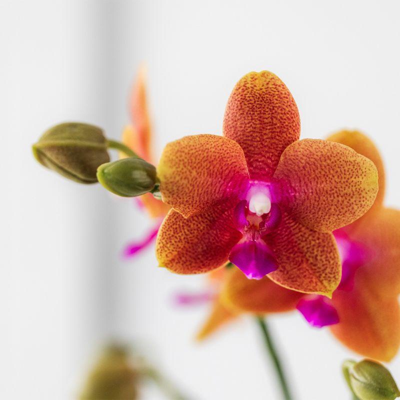 Kolibri Orchids | Orange duftende Phalaenopsis-Orchidee – Fragrance – Topfgröße Ø9 cm | Blühende Zimmerpflanze – Frisch vom Züchter
