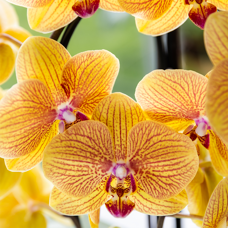 Kolibri Orchids | Niagara Falls Orchidee Sunny Bunny mit Poppy-Übertopf peach – Topfgröße Ø12 cm – frisch vom Züchter