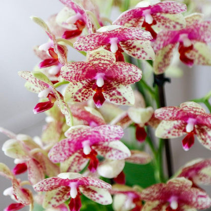Kolibri Orchids | Orange-Gelbe Phalaenopsis-Orchidee Topfgröße Ø9cm | Grosseto | Blühende Zimmerpflanze – Frisch vom Züchter