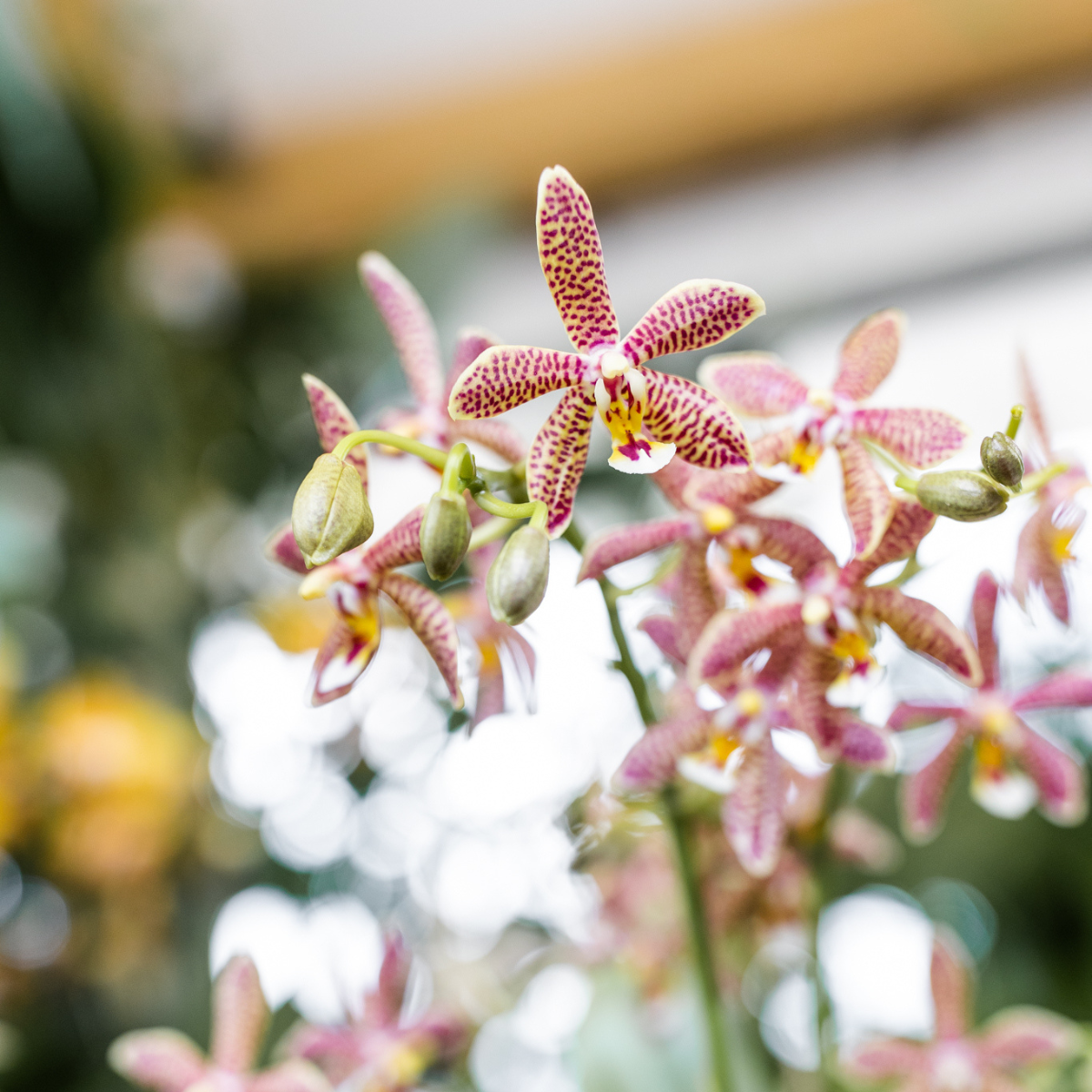 Kolibri Orchideen | orangefarbene Phalaenopsis-Orchidee – Spider – Topfgröße Ø9 cm | blühende Zimmerpflanze – frisch vom Züchter