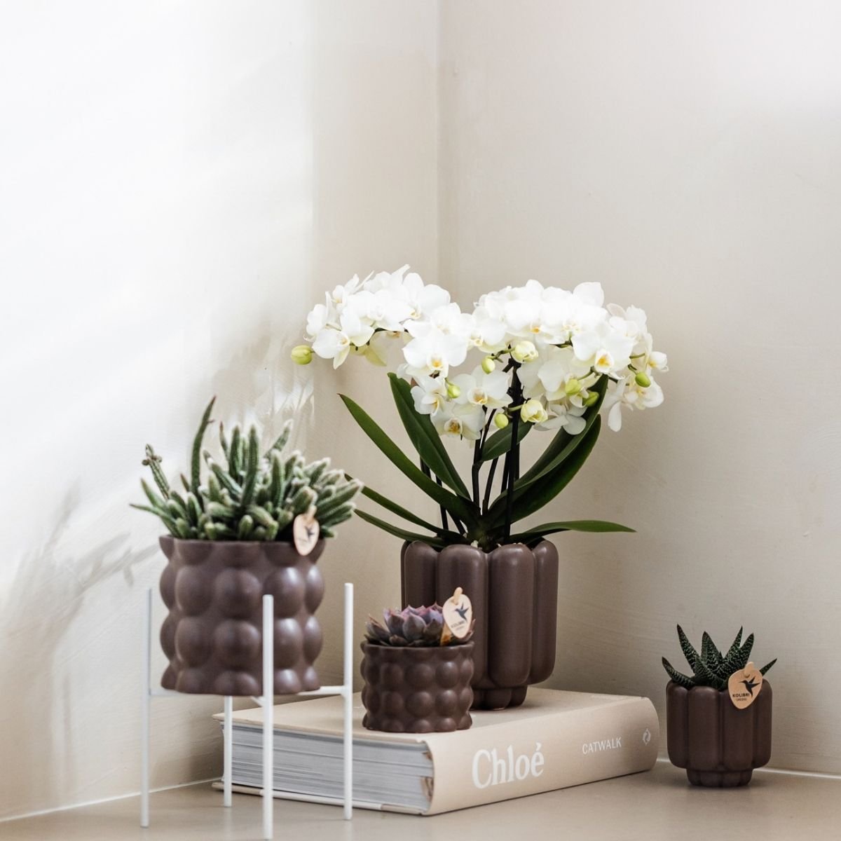Kolibri Orchids | Kombi-Angebot - 4 Weiße Phalaenopsis Orchideen Blossom Zurich - Ø9 cm