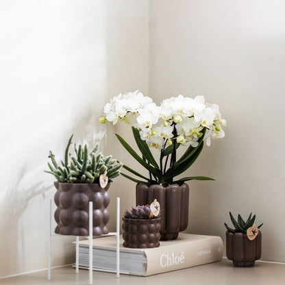Kolibri Orchids | Kombi-Angebot - 4 Weiße Phalaenopsis Orchideen Blossom Zurich - Ø9 cm