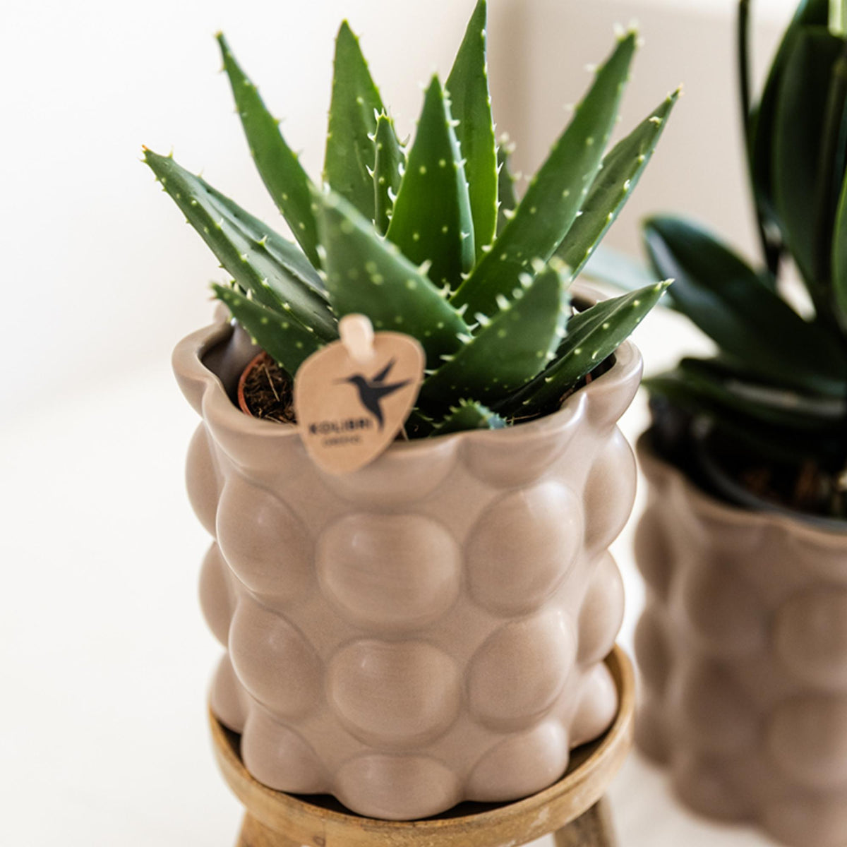 Kolibri Greens | Set mit 4 Sukkulenten - Grünpflanzen - Topfgröße Ø9cm
