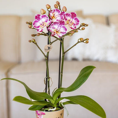 Kolibri Orchids | Rosa-Violette Phalaenopsis-Orchidee Topfgröße Ø9cm | Bora Bora | Blühende Zimmerpflanze – Frisch vom Züchter