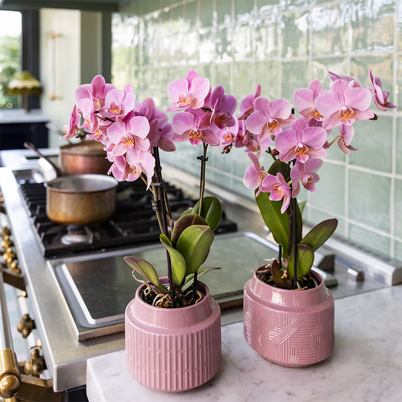 Kolibri Orchids | KOMBI-ANGEBOT mit 2 Phalaenopsis-Orchideen - Treviso - Topfgröße Ø9cm | Blühende Zimmerpflanze - Frisch vom Züchter
