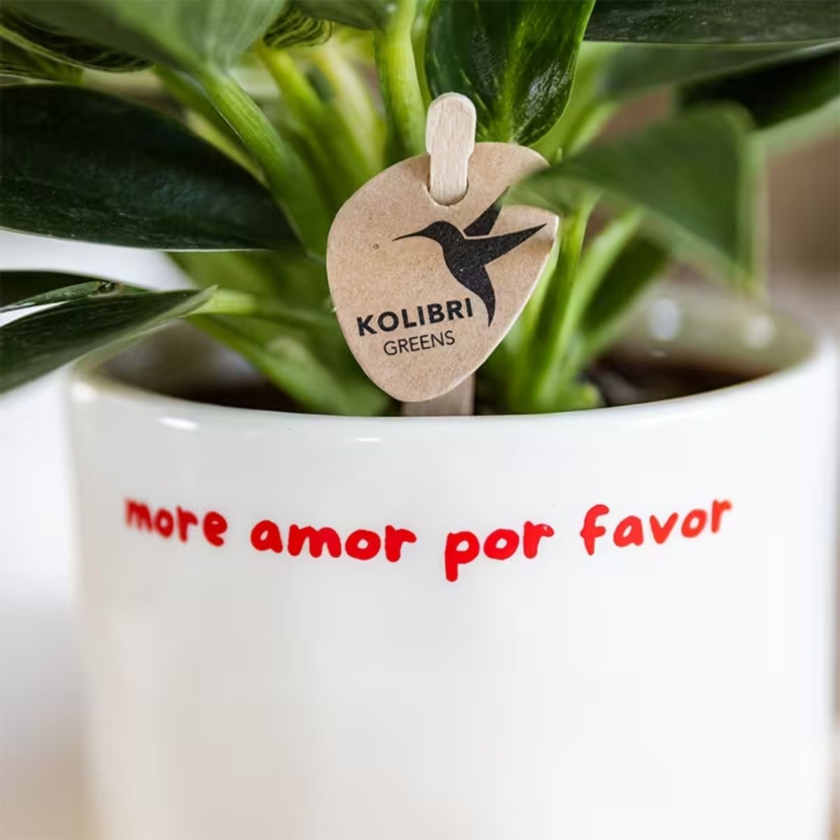 Kolibri Home | More Amor Por Favor Übertopf - Ø9cm