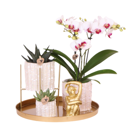 Kolibri Orchids | Geschenkset Oyster - Weiße Phalaenopsis Orchidee Mineral Gibraltar & Sukkulenten