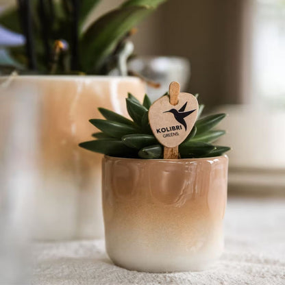 Kolibri Greens | Pflanzenset Gradience Gemischt - 3 Sukkulenten & 1 Stapelia Leendertziae