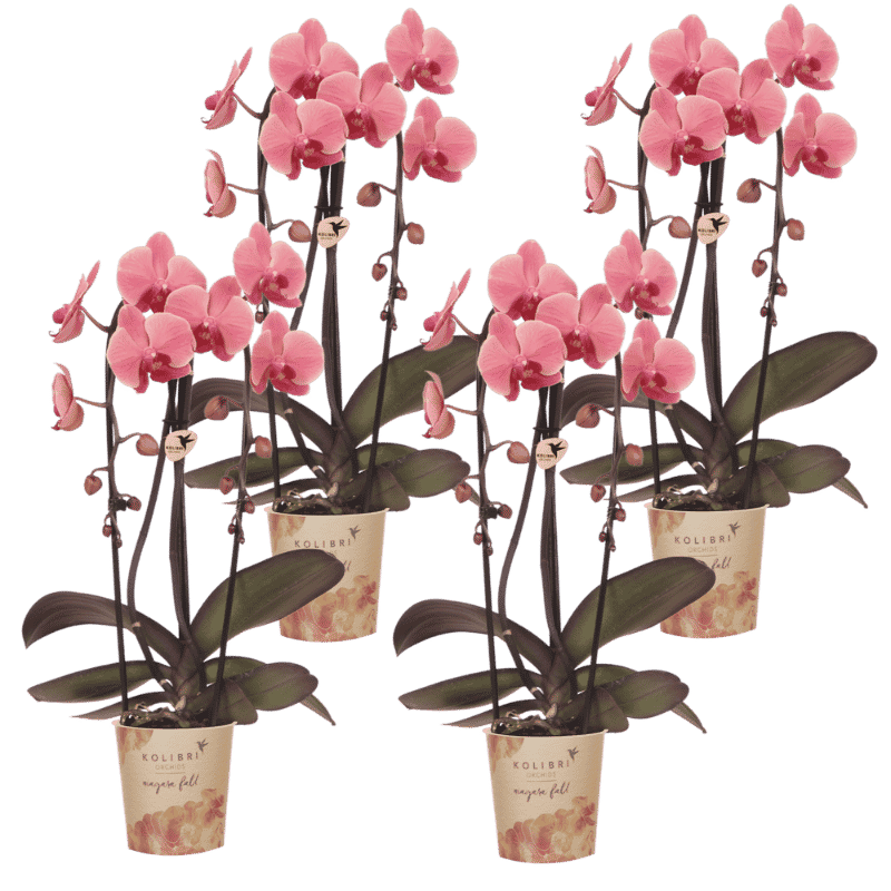 Kolibri Orchids | Kombi-Angebot - 4 Lachsrosa Phalaenopsis Orchideen Niagara Fall Narbonne - Ø12 cm