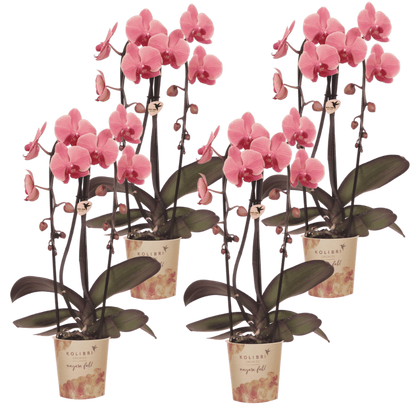 Kolibri Orchids | Kombi-Angebot - 4 Lachsrosa Phalaenopsis Orchideen Niagara Fall Narbonne - Ø12 cm