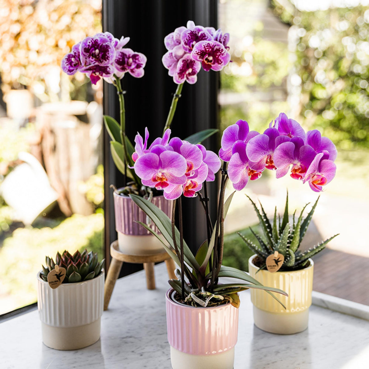 Kolibri Orchids | Rosa lila Phalaenopsis Orchidee - El Salvador - Topfgröße Ø9cm | blühende Zimmerpflanze - frisch vom Züchter