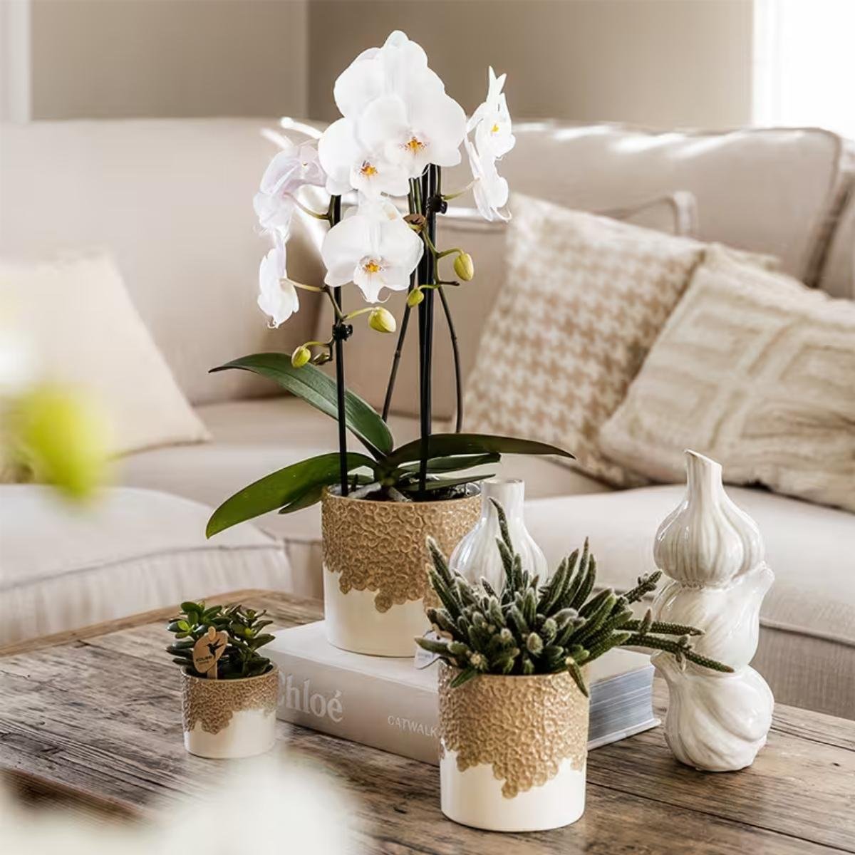 Kolibri Orchids | Kombi-Angebot - 2 Weiße Phalaenopsis Orchideen Niagara Fall White - Ø12 cm