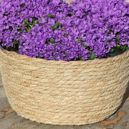 Campanula Addenda Ambella Intense purple - Weidenschale mit Campanula mit Bewässerungssystem - 3 Stück - Glockenblume lila - Topfgröße 12cm - indoor & outdoor