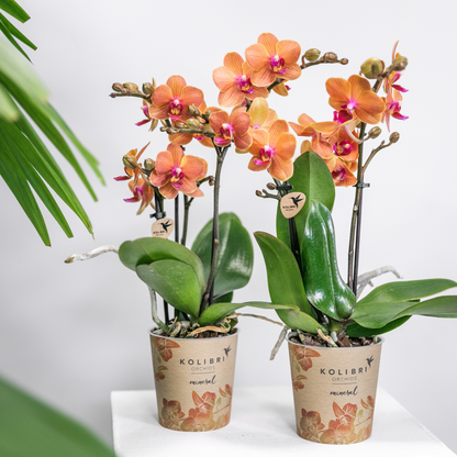 Kolibri Orchids | COMBI DEAL von 4 orange Phalaenopsis Orchideen - Bozen - Topfgröße Ø9cm blühende Zimmerpflanze - frisch vom Züchter