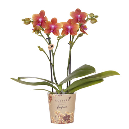 Kolibri Orchids | Orange duftende Phalaenopsis-Orchidee – Fragrance – Topfgröße Ø9 cm | Blühende Zimmerpflanze – Frisch vom Züchter