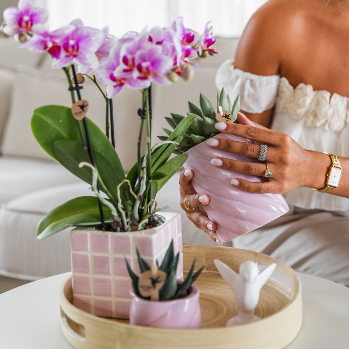 Kolibri Orchids | Rosa Phalaenopsis Orchidee - Mineral Rotterdam - Topfgröße Ø9cm | blühende Topfpflanze - frisch vom Züchter