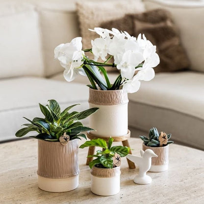 Kolibri Greens | Grünpflanze - Philodendron White Measure - Grüne Zimmerpflanze - Frisch vom Züchter - Ø9cm