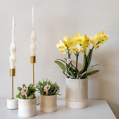 Kolibri Home | Bamboo Übertopf - Travertine - Ø9cm