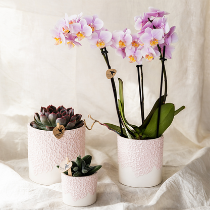Joana mit Bloom Ziertopf