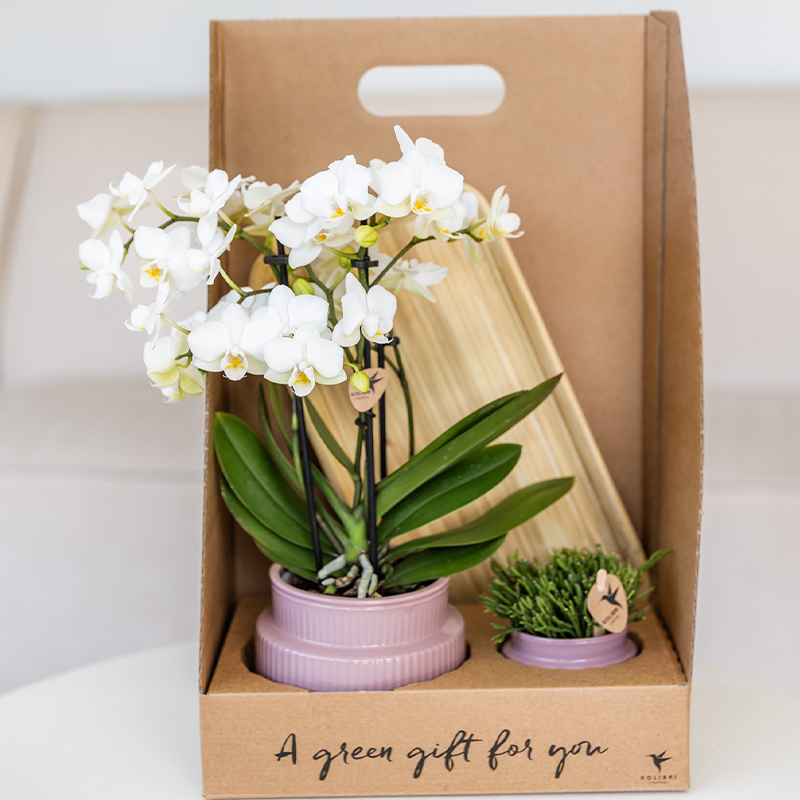 Kolibri Orchids | Geschenkset Allure Lila - Rosa-Violette Phalaenopsis Orchidee Mineral Frederikstad & Sukkulente
