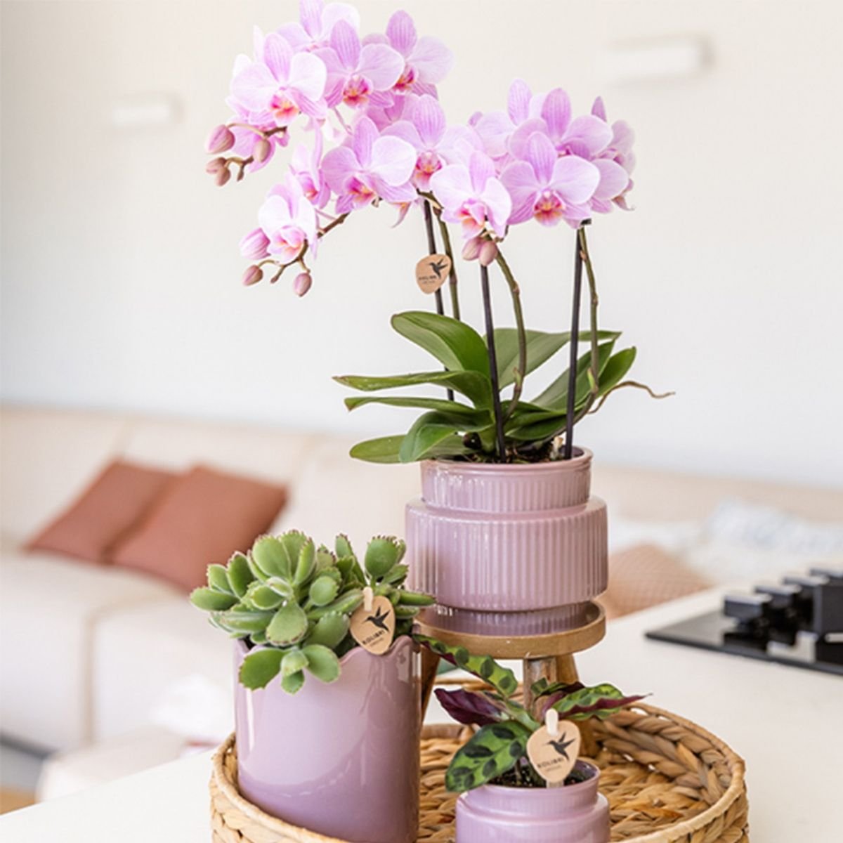 Kolibri Orchids | Kombi-Angebot - 4 Rosa Phalaenopsis Orchideen Mineral Chamberry - Ø9 cm