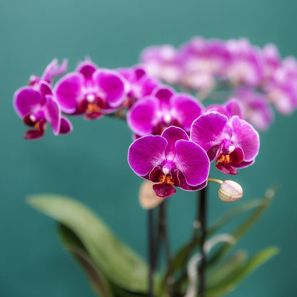 Kolibri Orchids | Pflanzenset Allure Shiny Bronze - Violette Phalaenopsis Orchidee Mineral Morelia, Sukkulente & Calathea Makoyana