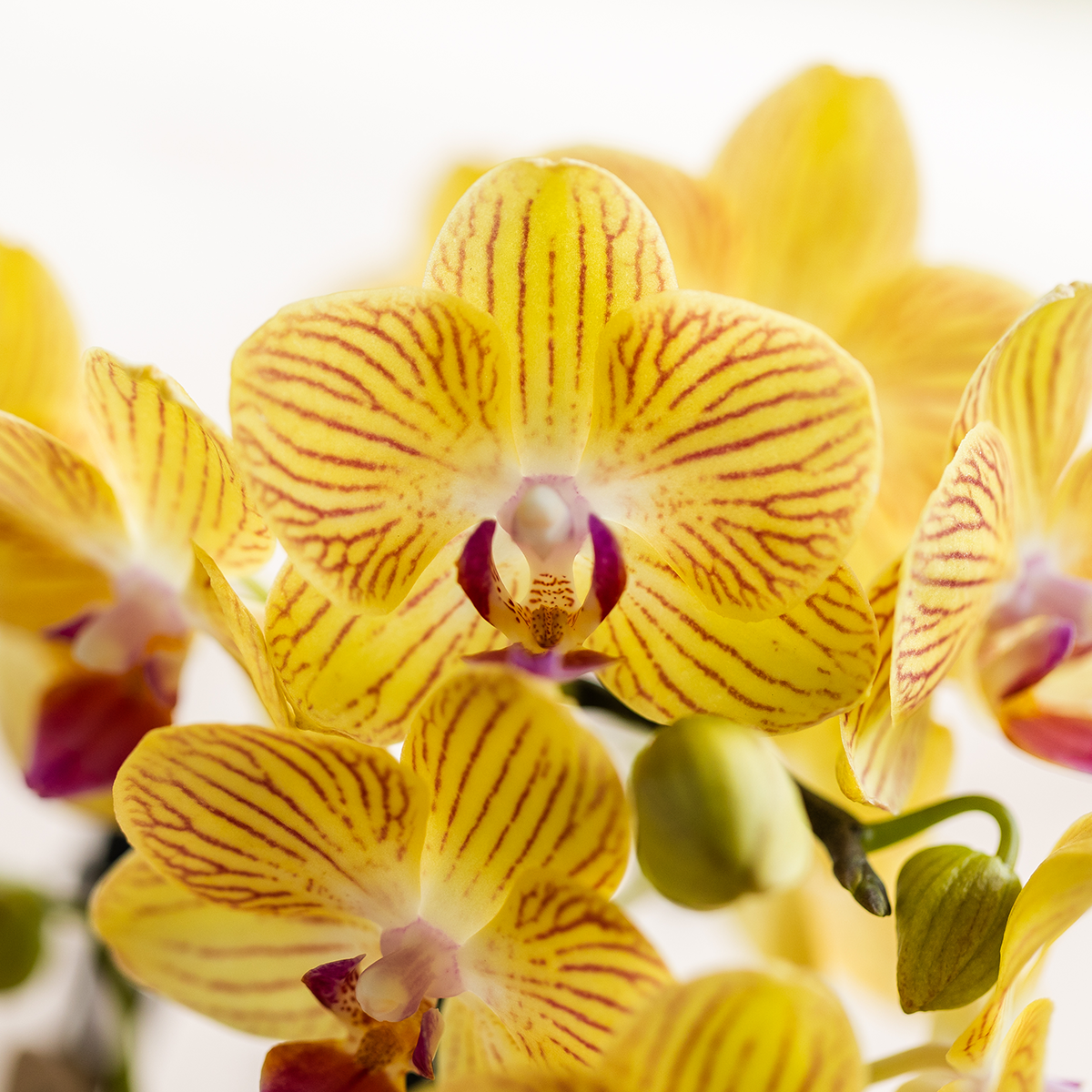 Tika (Phalaenopsis Lima)