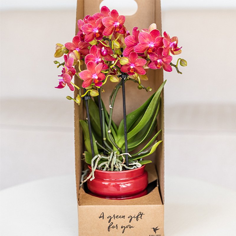 Kolibri Orchids | Rote Phalaenopsis Orchidee - Blossom Congo im Noma Übertopf Rot mit Geschenkbox - Ø9 cm