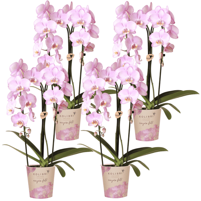 Kolibri Orchids | Kombi-Angebot - 4 Rosa Phalaenopsis Orchideen Niagara Fall Xanion - Ø12 cm