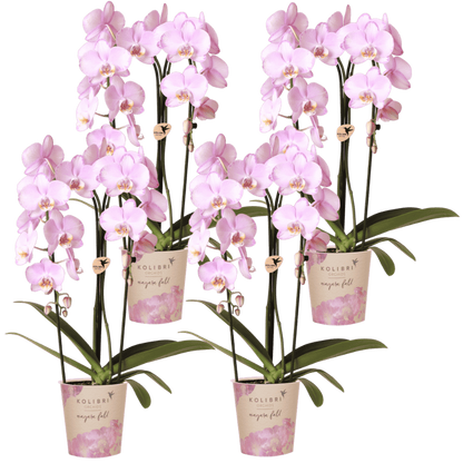Kolibri Orchids | Kombi-Angebot - 4 Rosa Phalaenopsis Orchideen Niagara Fall Xanion - Ø12 cm