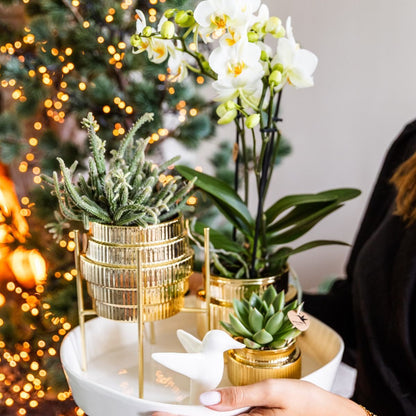 Kolibri Orchids | Geschenkset Allure Shiny Gold - Weiße Phalaenopsis Orchidee Mineral Amabilis & Sukkulenten