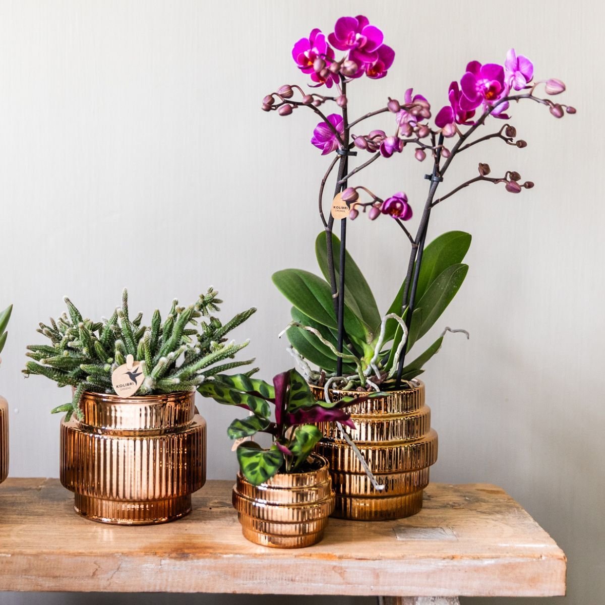 Kolibri Orchids | Geschenkset Allure Shiny Bronze - Weiße Phalaenopsis Orchidee Mineral Amabilis & Sukkulente