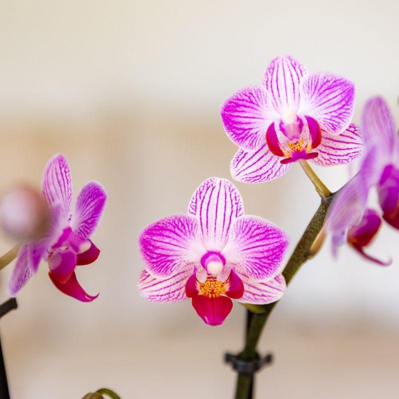 Kolibri Orchids | Rosa Phalaenopsis-Orchidee Topfgröße Ø9cm | Switzerland | Blühende Zimmerpflanze – Frisch vom Züchter