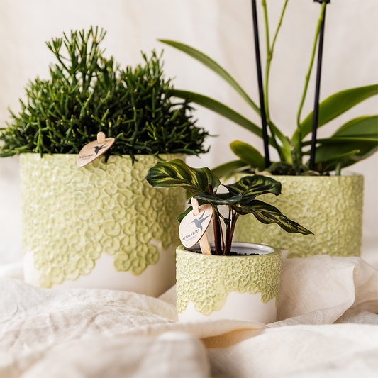 Kombi‑Deal | Bloom Grün Übertopf‑Set