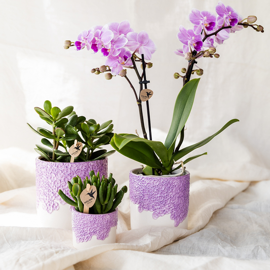 Kombi‑Deal | Bloom Lila Übertopf‑Set