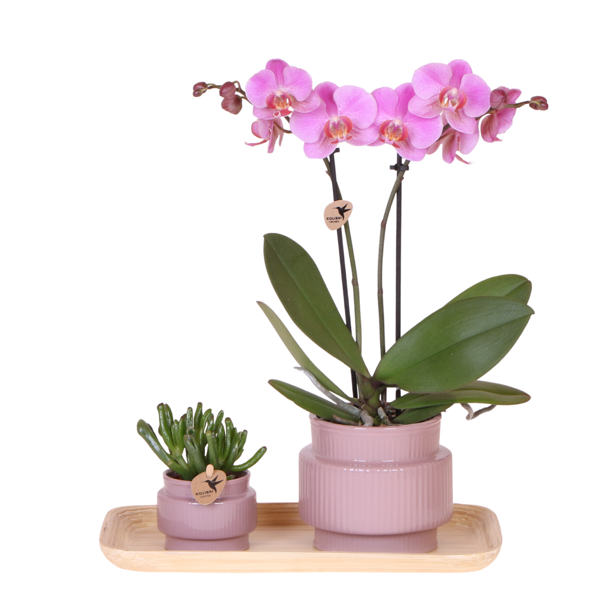 Kolibri Orchids | Geschenkset Allure Lila - Rosa-Violette Phalaenopsis Orchidee Mineral Frederikstad & Sukkulente