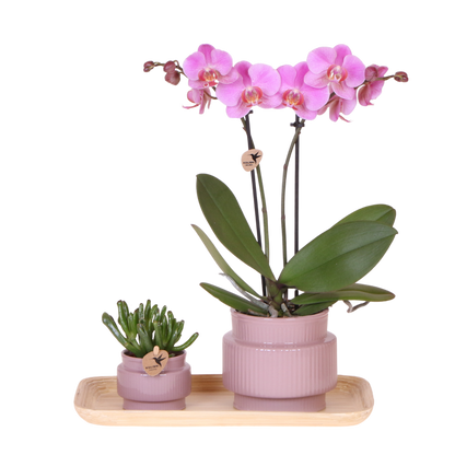 Kolibri Orchids | Geschenkset Allure Lila - Rosa-Violette Phalaenopsis Orchidee Mineral Frederikstad & Sukkulente