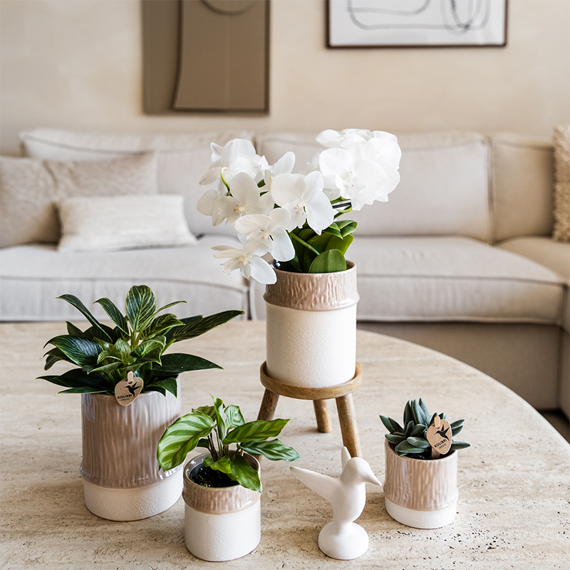 Kolibri Home | Tree Übertopf - Sand - Ø6cm