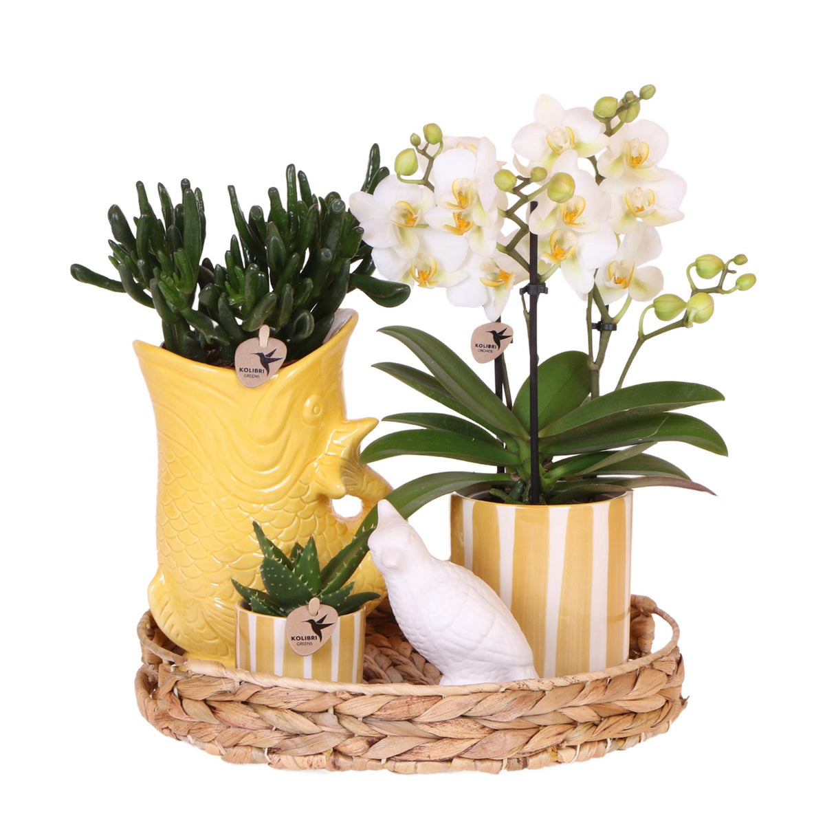 Geschenkset Mediterranean Sunset | Pflanzenset mit weißer Phalaenopsis Orchidee Lausanne und Sukkulenten inkl. Keramiktöpfen
