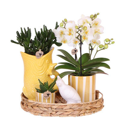 Geschenkset Mediterranean Sunset | Pflanzenset mit weißer Phalaenopsis Orchidee Lausanne und Sukkulenten inkl. Keramiktöpfen