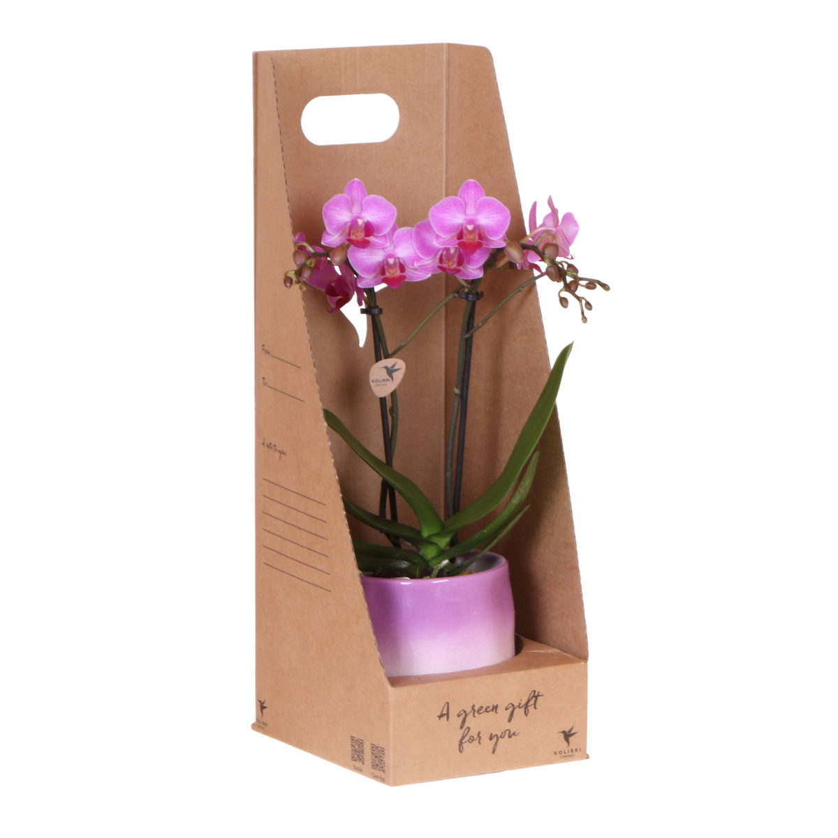 Kolibri Orchids | Violette Phalaenopsis Orchidee - Mineral Vienna im Gradience Übertopf Lila mit Geschenkbox - Ø9 cm