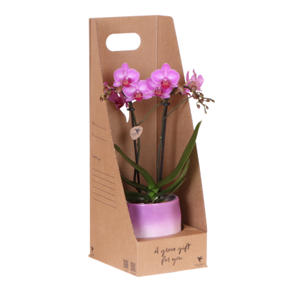 Kolibri Orchids | Violette Phalaenopsis Orchidee - Mineral Vienna im Gradience Übertopf Lila mit Geschenkbox - Ø9 cm