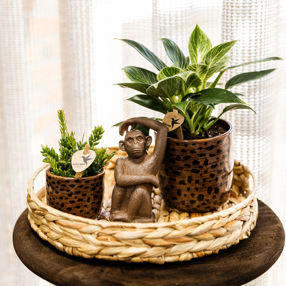 Kolibri Home | Leoparden-Ziertopf - Ø6cm